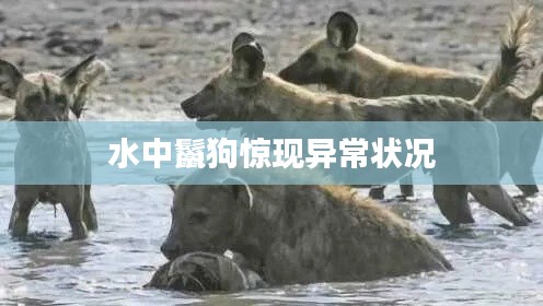 水中鬣狗驚現(xiàn)異常狀況