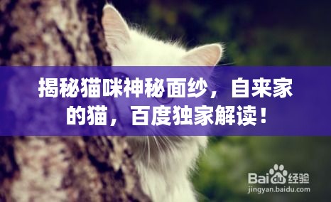 揭秘貓咪神秘面紗，自來家的貓，百度獨家解讀！