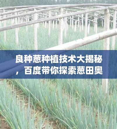 良種蔥種植技術(shù)大揭秘，百度帶你探索蔥田奧秘！