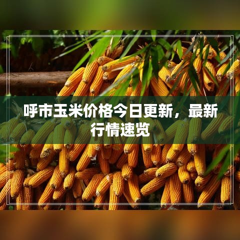 呼市玉米價格今日更新，最新行情速覽