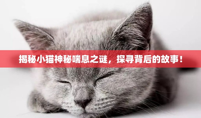 揭秘小貓神秘喘息之謎，探尋背后的故事！