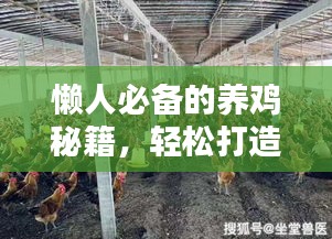 懶人必備的養(yǎng)雞秘籍，輕松打造雞舍小天地（最新攻略）