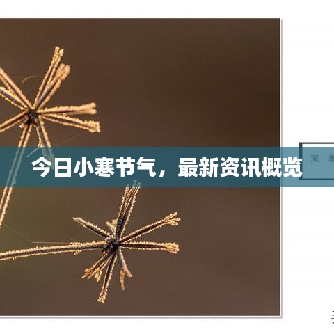 今日小寒節(jié)氣，最新資訊概覽