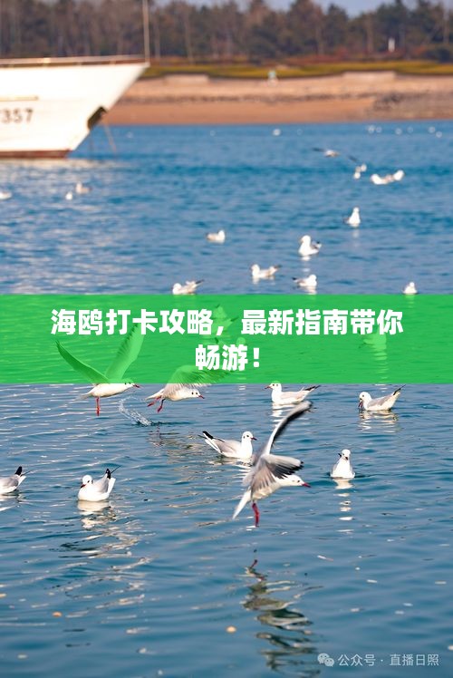 海鷗打卡攻略，最新指南帶你暢游！
