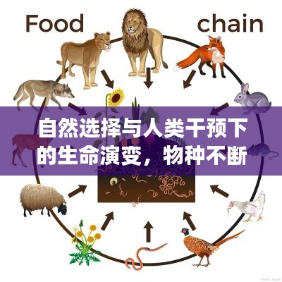 自然選擇與人類干預(yù)下的生命演變，物種不斷進(jìn)化的奧秘探索