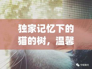 獨家記憶下的貓的樹，溫馨故事等你探索