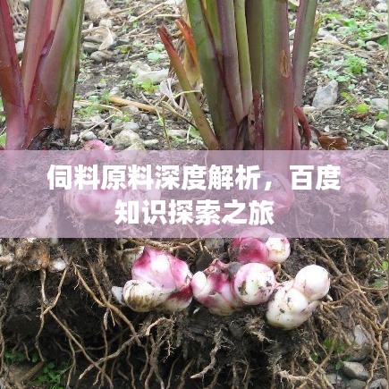 伺料原料深度解析，百度知識(shí)探索之旅