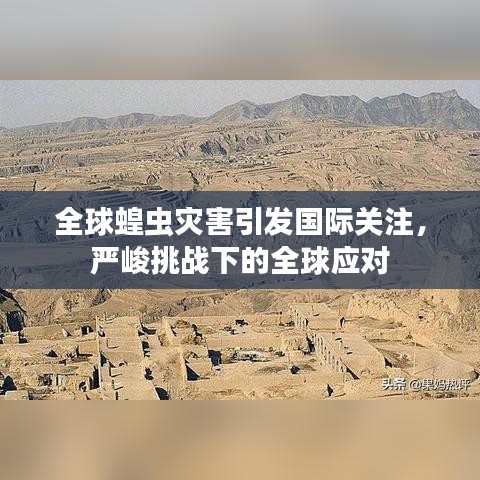 全球蝗蟲災(zāi)害引發(fā)國際關(guān)注，嚴(yán)峻挑戰(zhàn)下的全球應(yīng)對(duì)